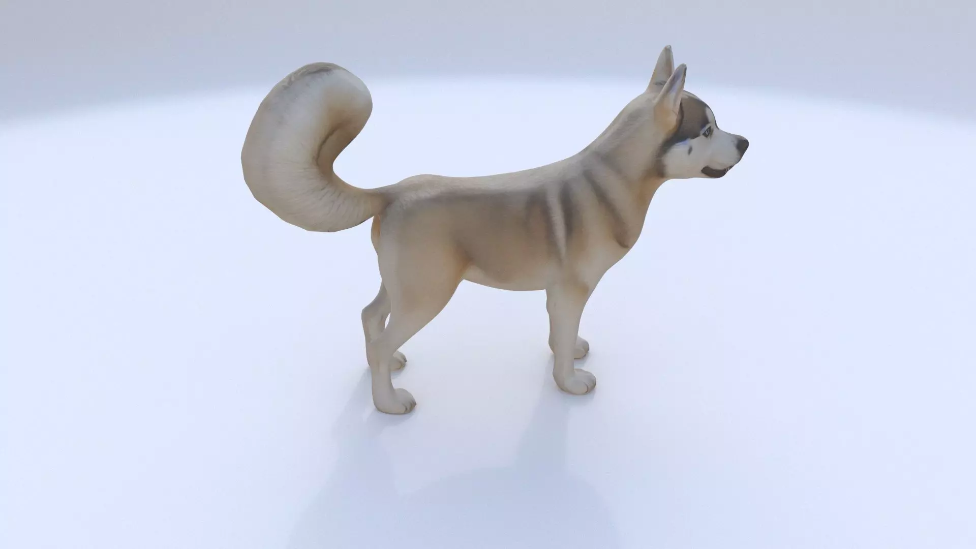 Siberian Husky 3D model_0