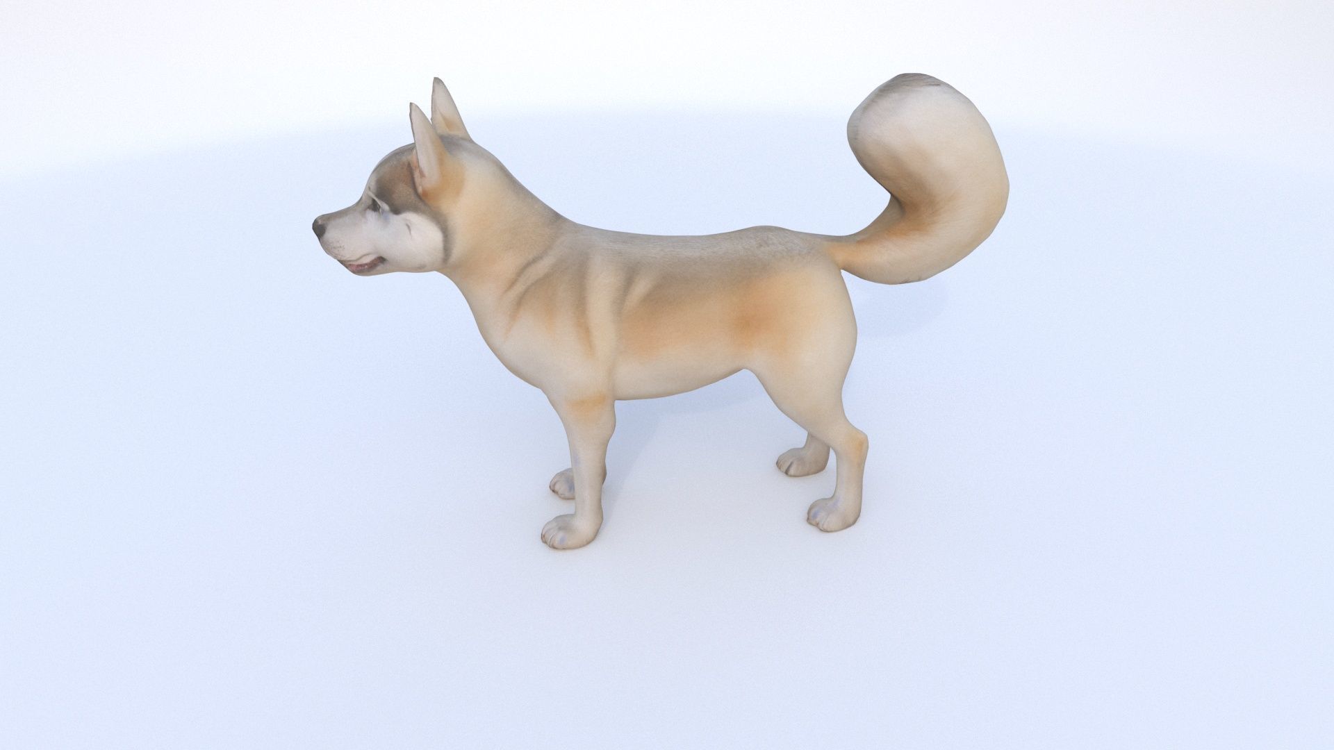 Siberian Husky 3D model_3
