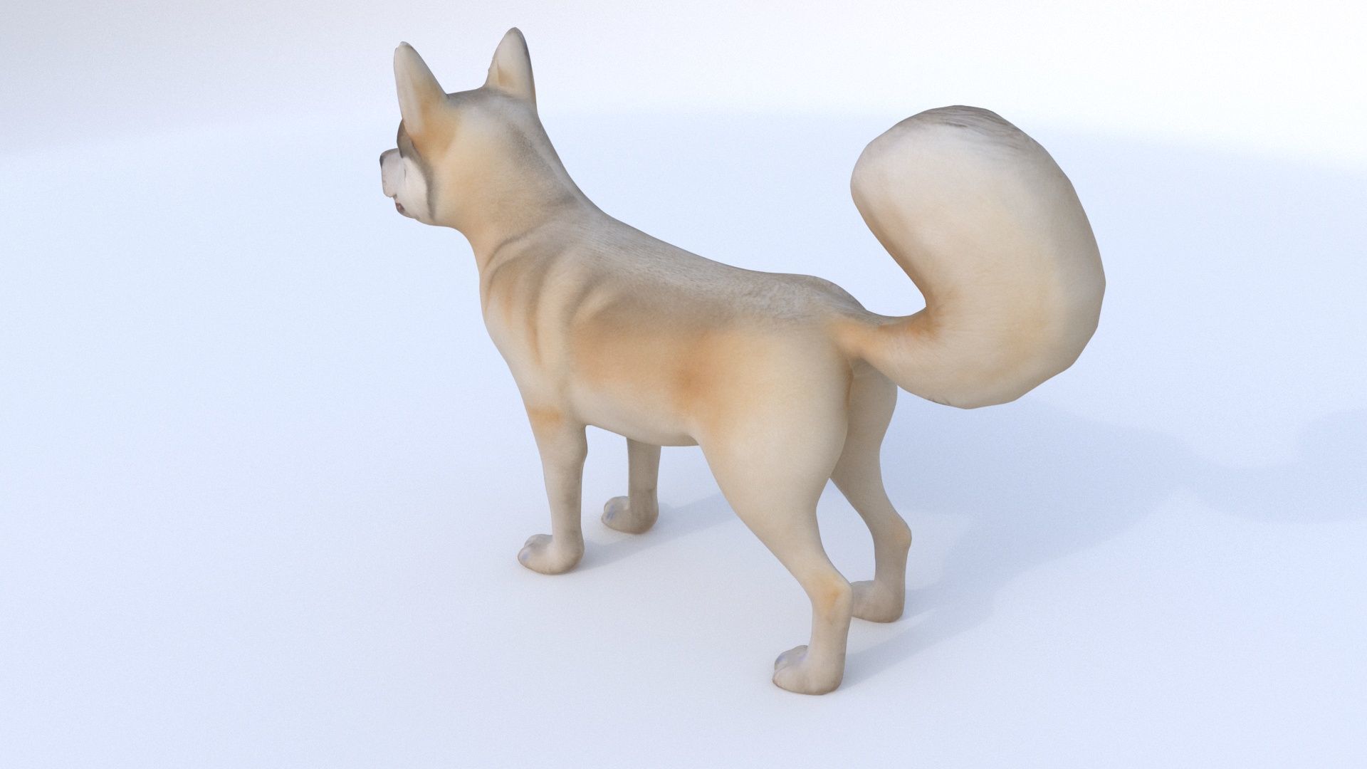 Siberian Husky 3D model_4