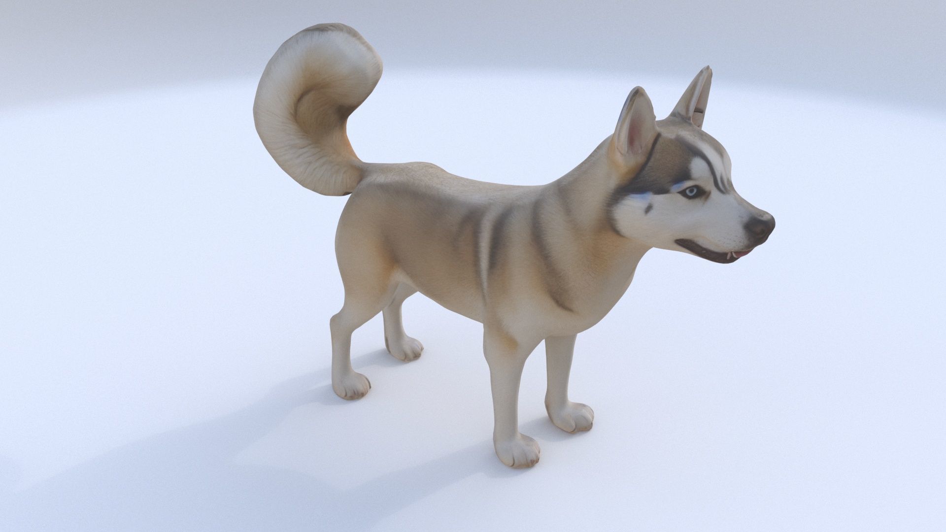 Siberian Husky 3D model_1