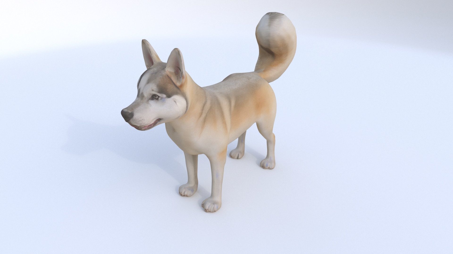 Siberian Husky 3D model_2