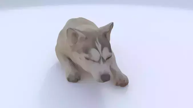 Siberian Husky sleeping