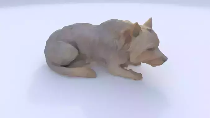 Yorkshire Terrier sleeping