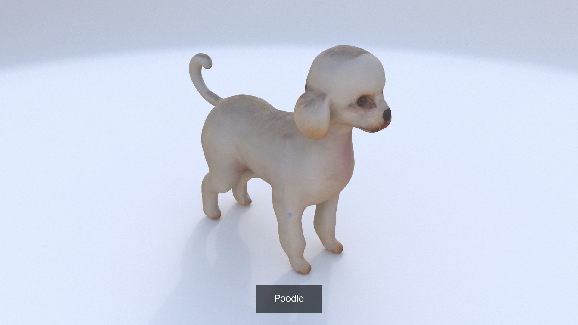 23 3D model of dogs collection _19