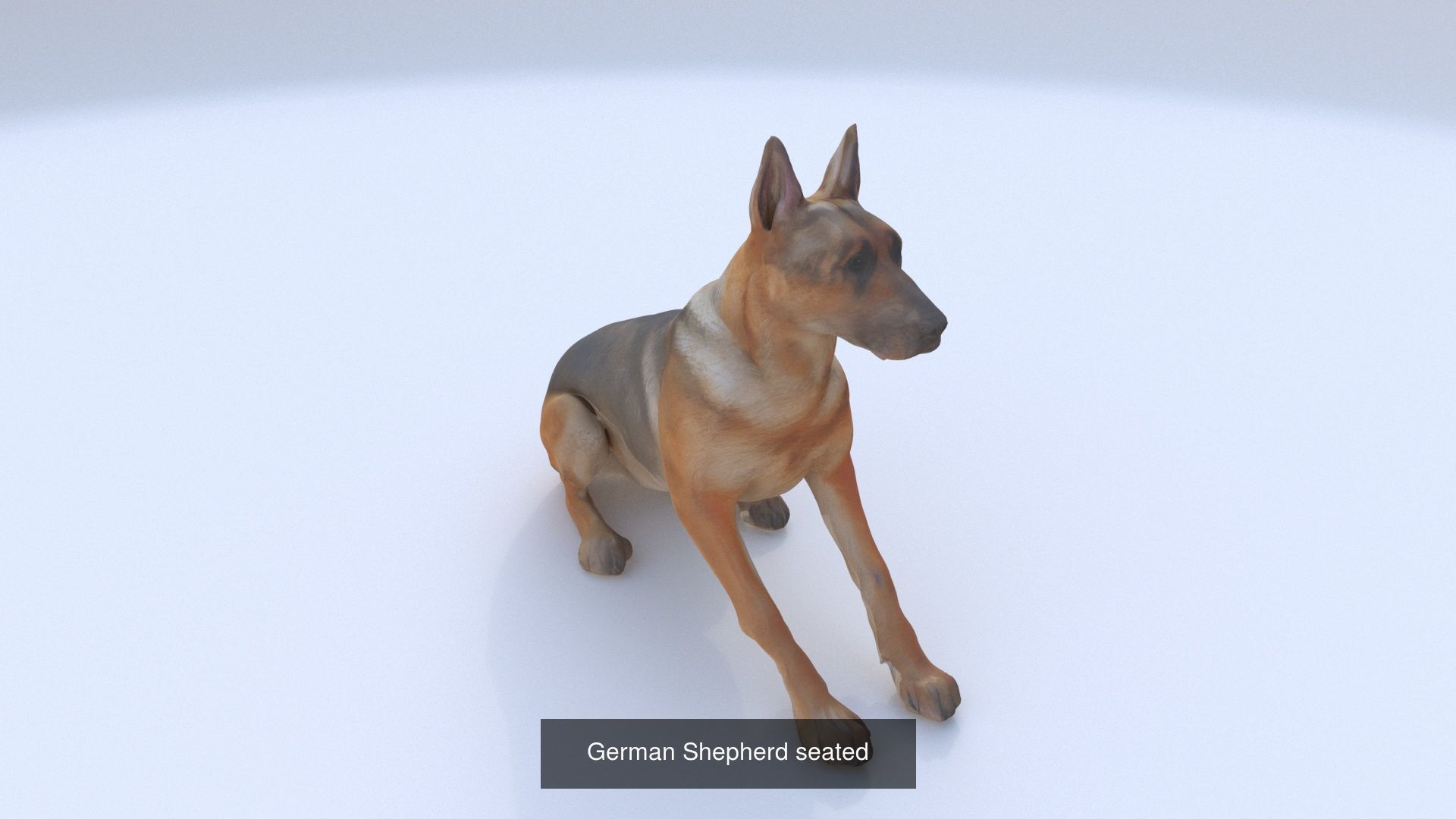 23 3D model of dogs collection _14