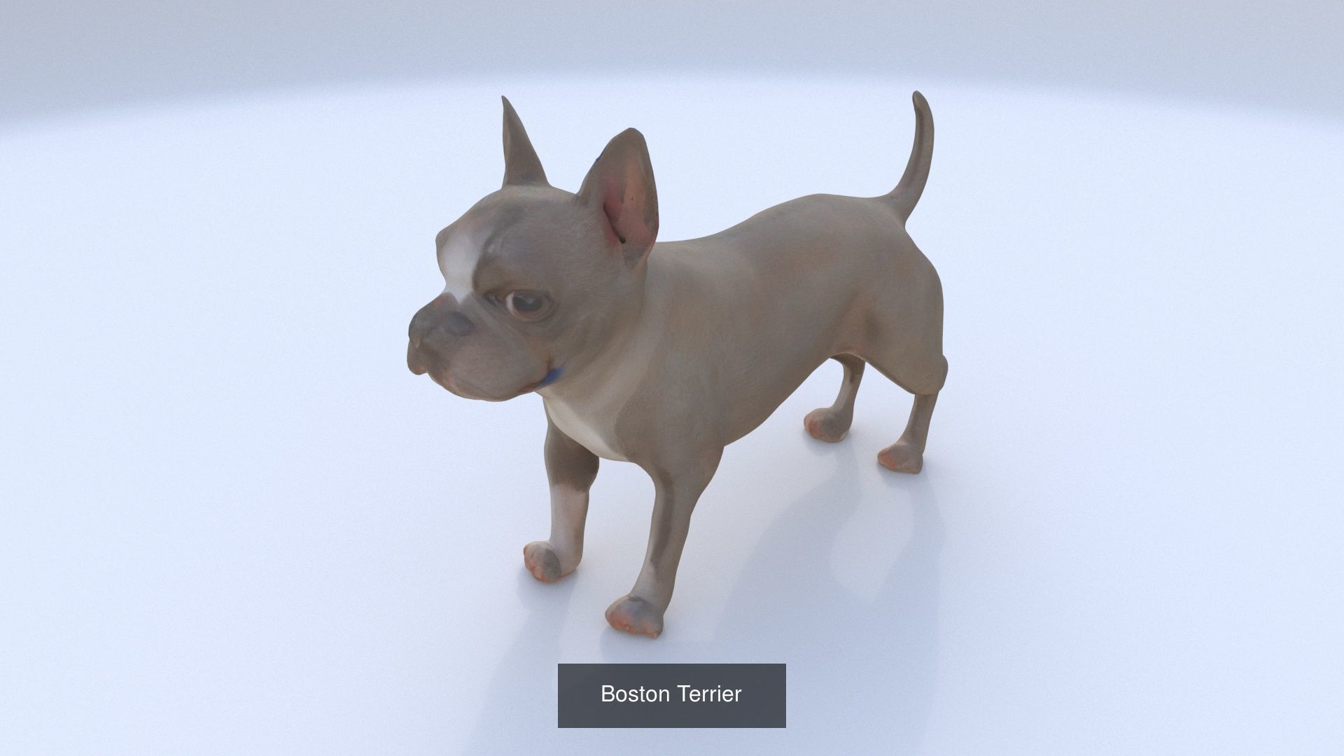 23 3D model of dogs collection _4