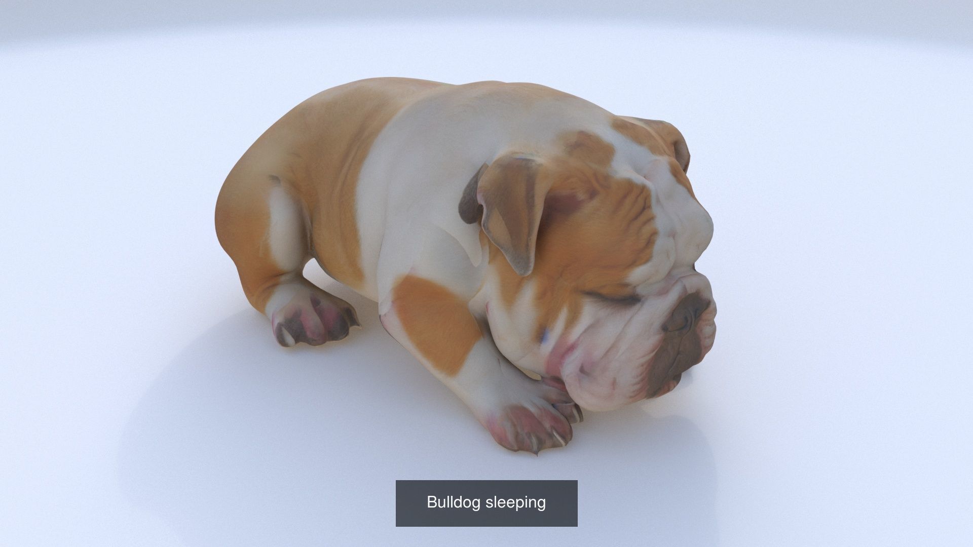 23 3D model of dogs collection _6