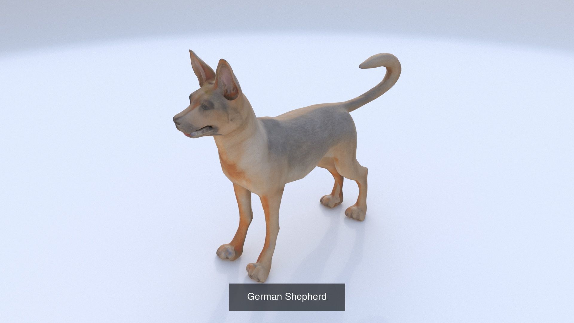 23 3D model of dogs collection _13