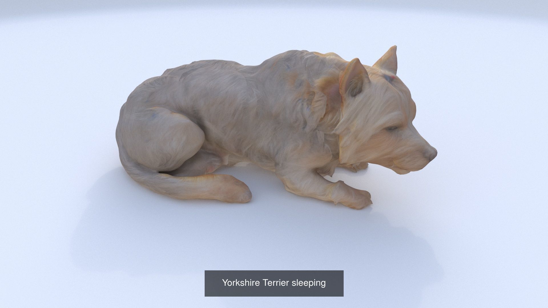 23 3D model of dogs collection _25