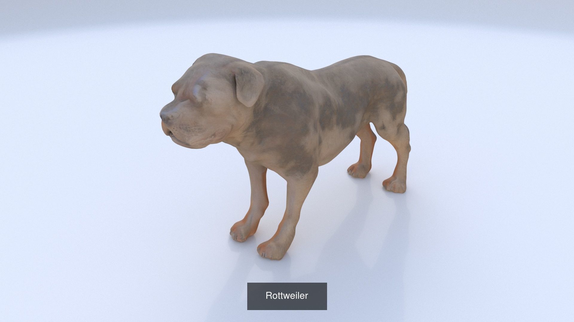 23 3D model of dogs collection _21