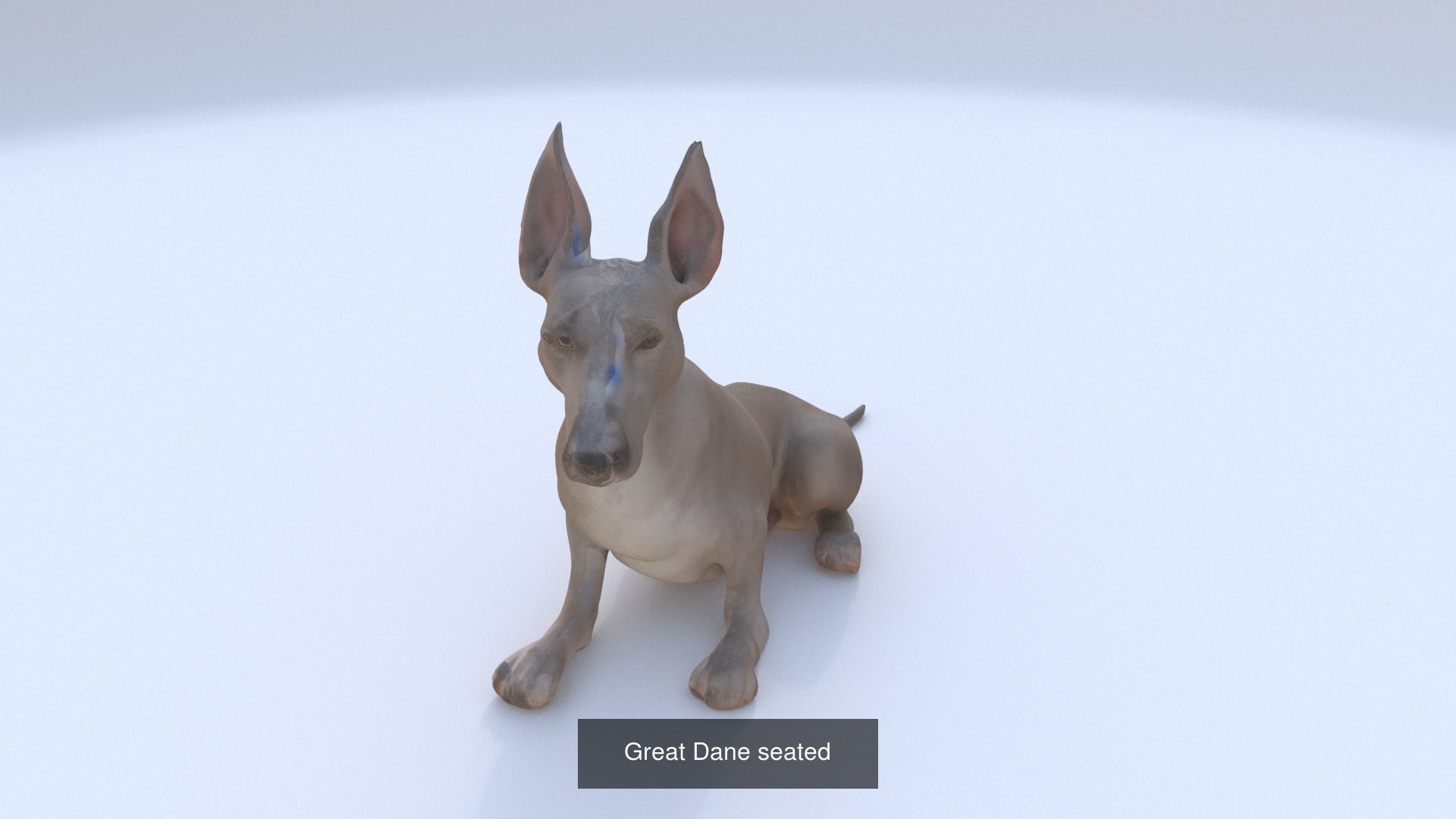 23 3D model of dogs collection _17
