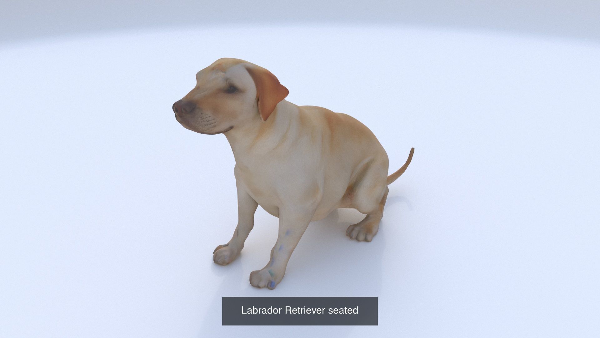 23 3D model of dogs collection _18
