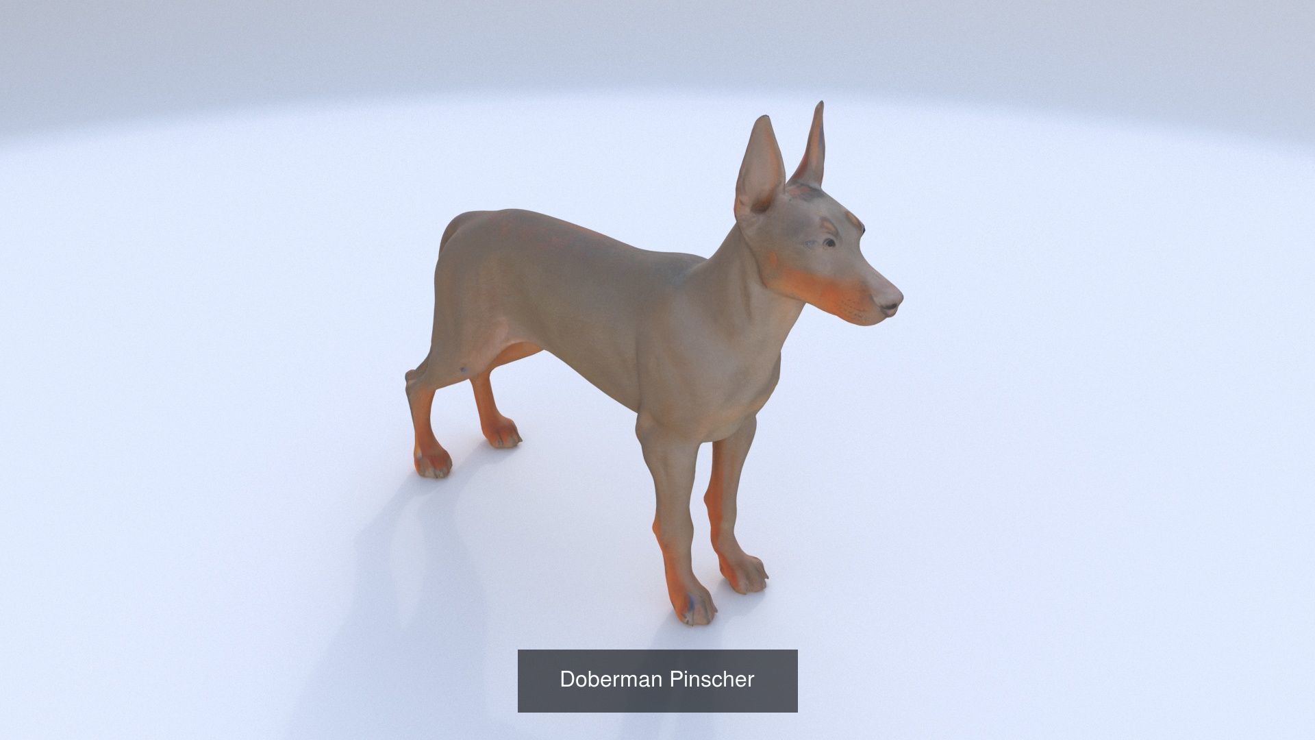 23 3D model of dogs collection _9