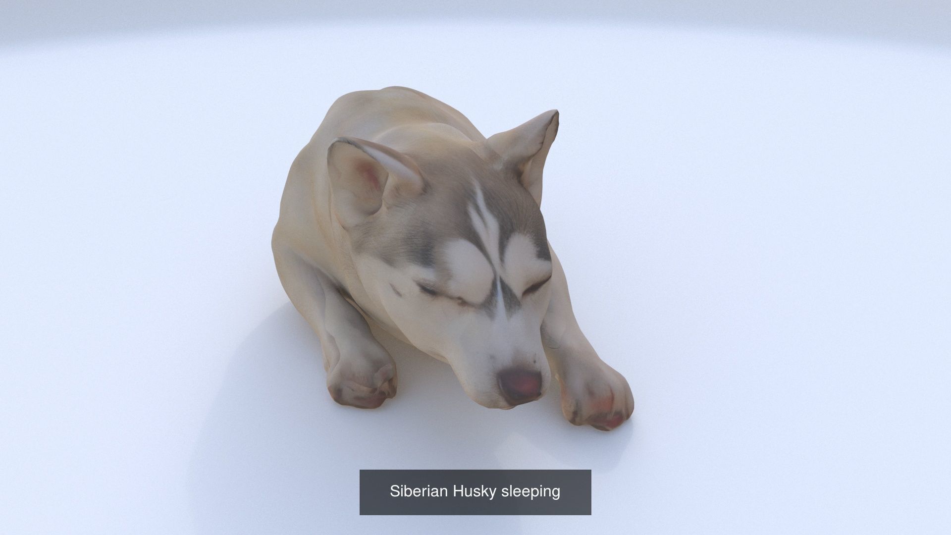 23 3D model of dogs collection _23