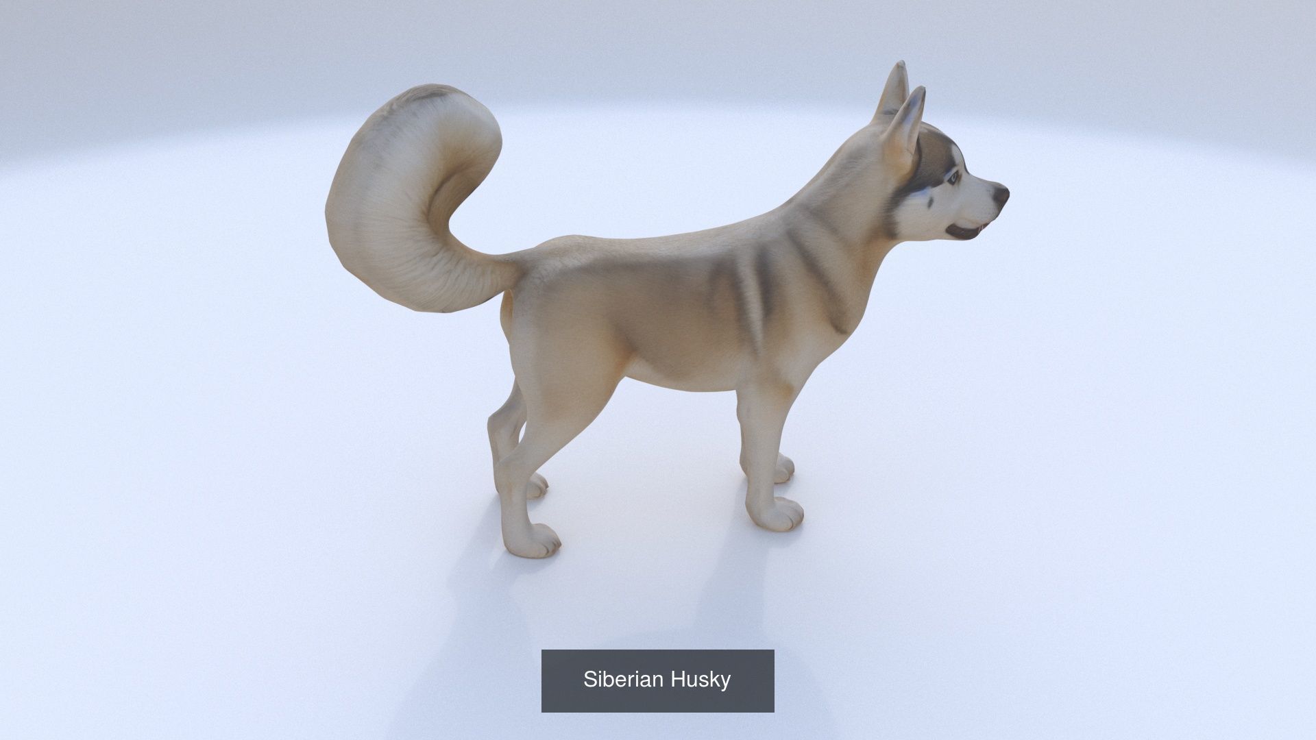 23 3D model of dogs collection _22