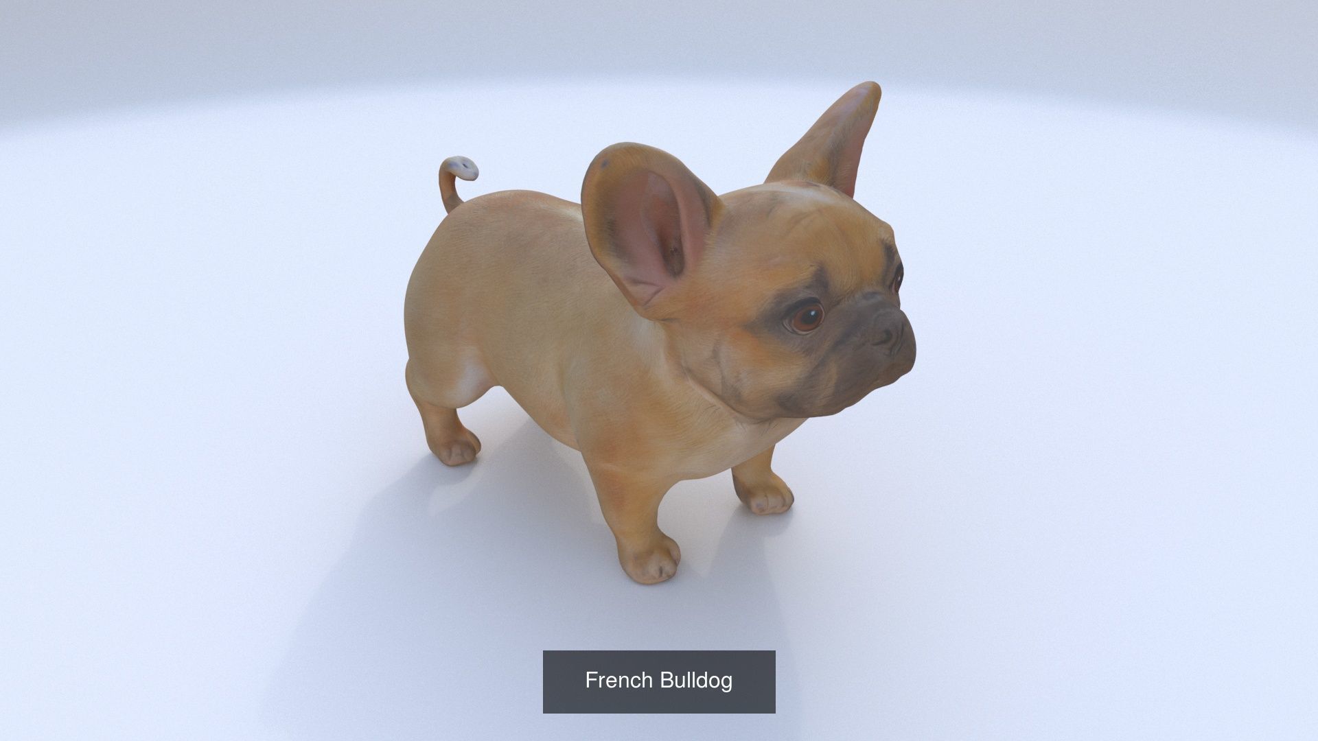 23 3D model of dogs collection _11