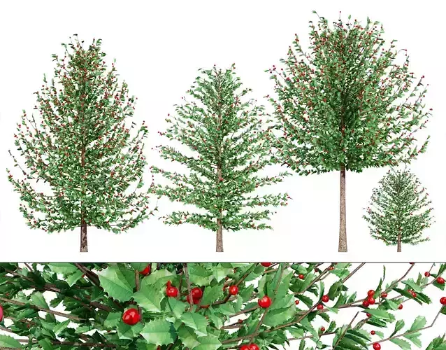 Holly Tree Collection 3D Models Low-poly 3D model