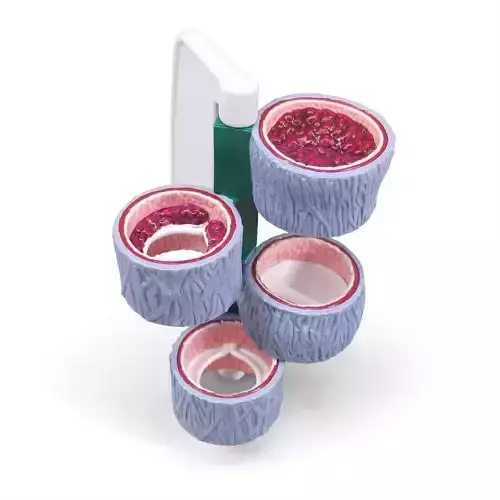 3D Model of 4-Piece Vein Cross Section Anatomy 3D print model