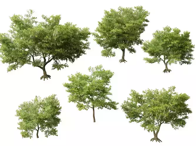 HighPolyLowPoly Millettia pinnata - Indian beech 