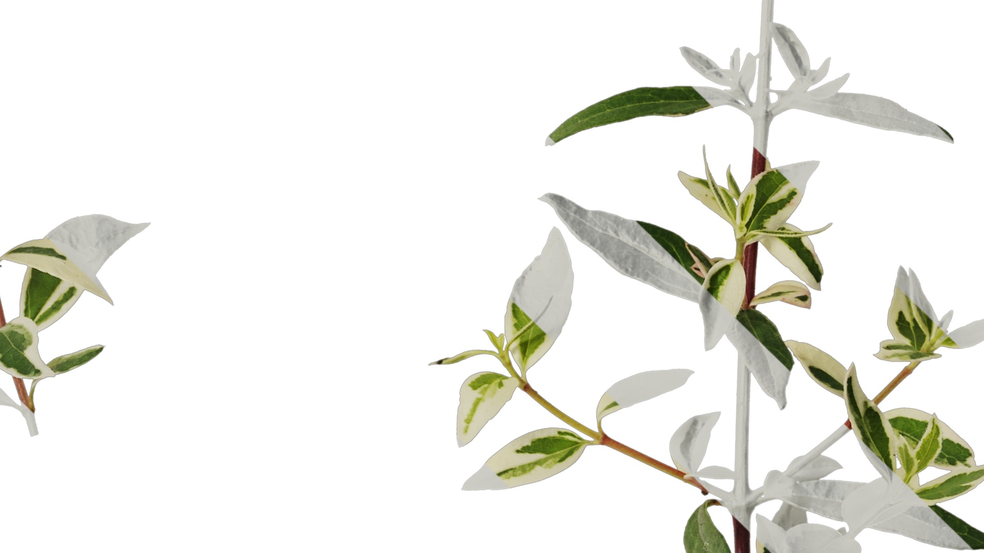 Anydrafts Abelia x grandiflora kaleidoscope Atlas 01 Texture_4