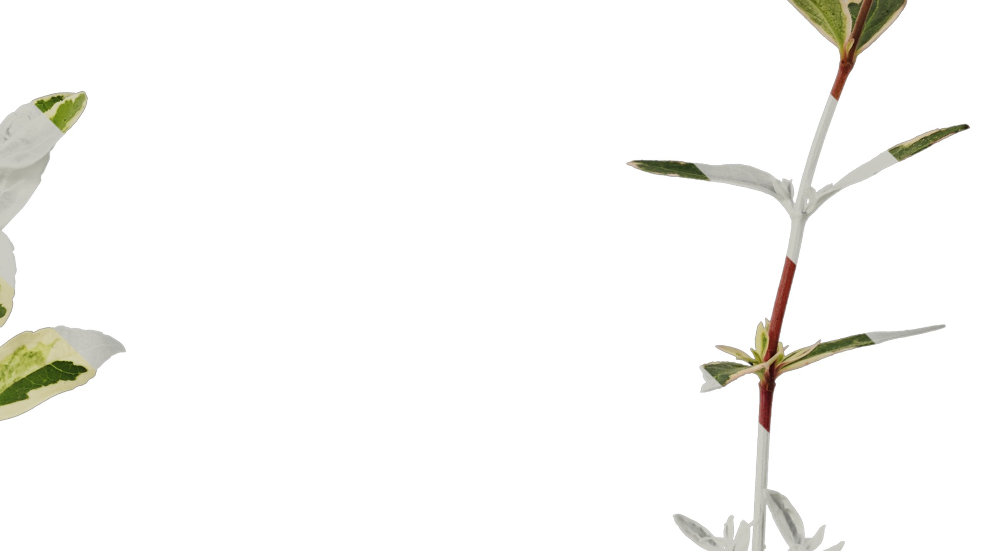 Anydrafts Abelia x grandiflora kaleidoscope Atlas 01 Texture_2