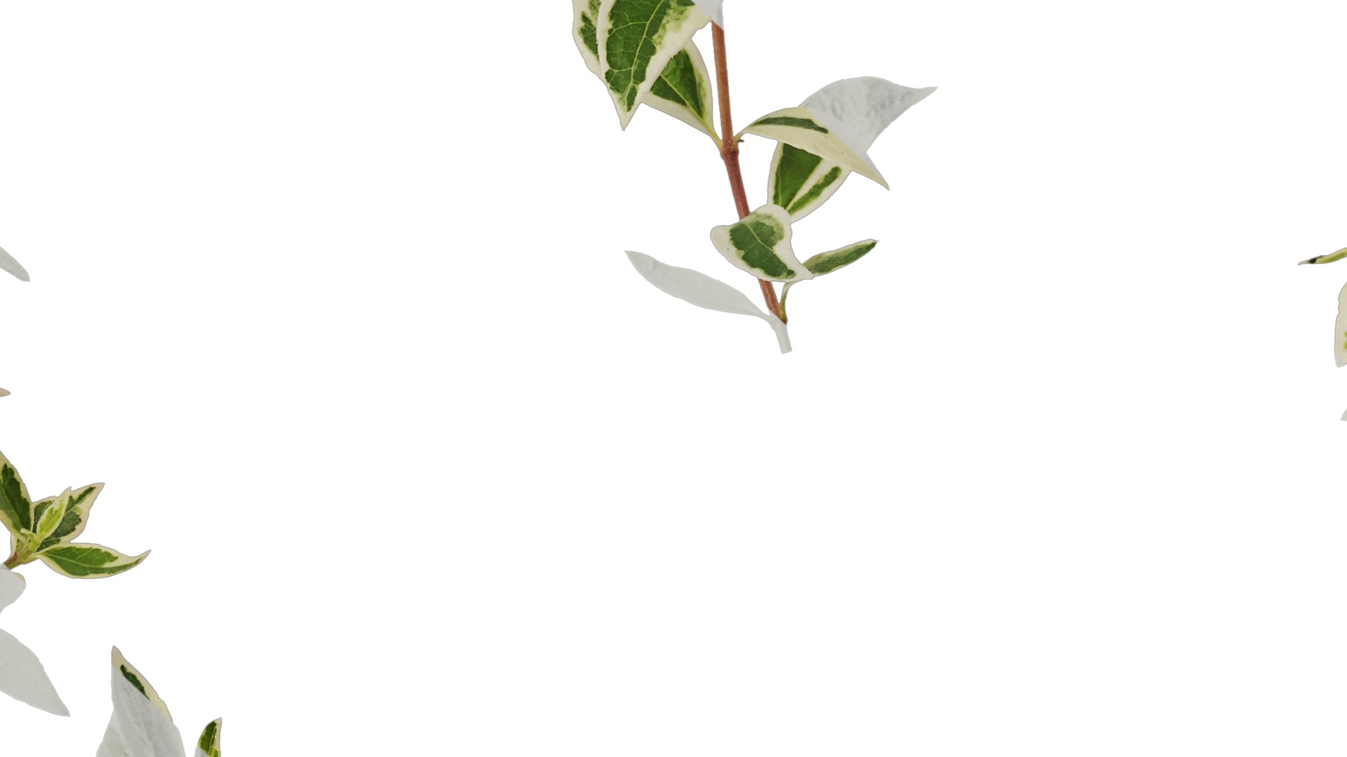 Anydrafts Abelia x grandiflora kaleidoscope Atlas 01 Texture_7