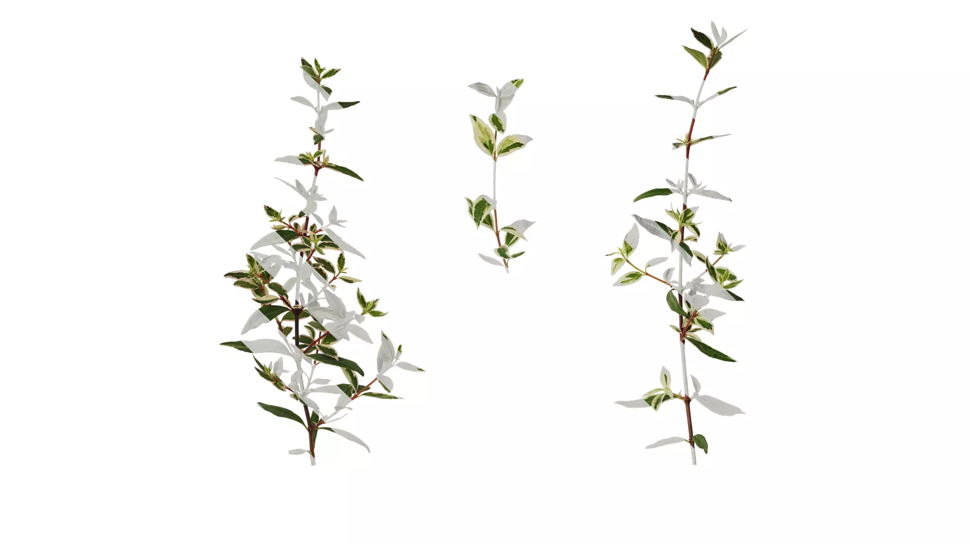 Anydrafts Abelia x grandiflora kaleidoscope Atlas 01 Texture_0