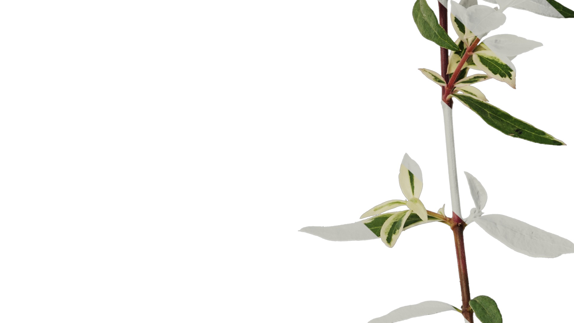 Anydrafts Abelia x grandiflora kaleidoscope Atlas 01 Texture_6