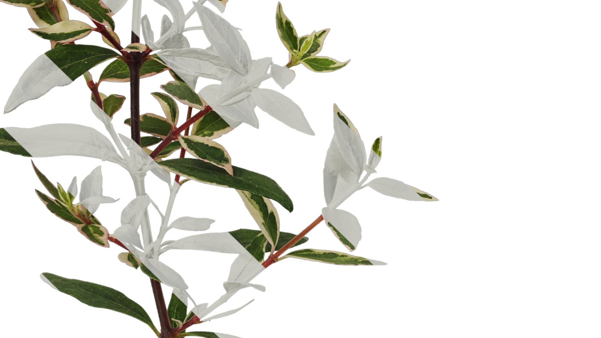 Anydrafts Abelia x grandiflora kaleidoscope Atlas 01 Texture_5