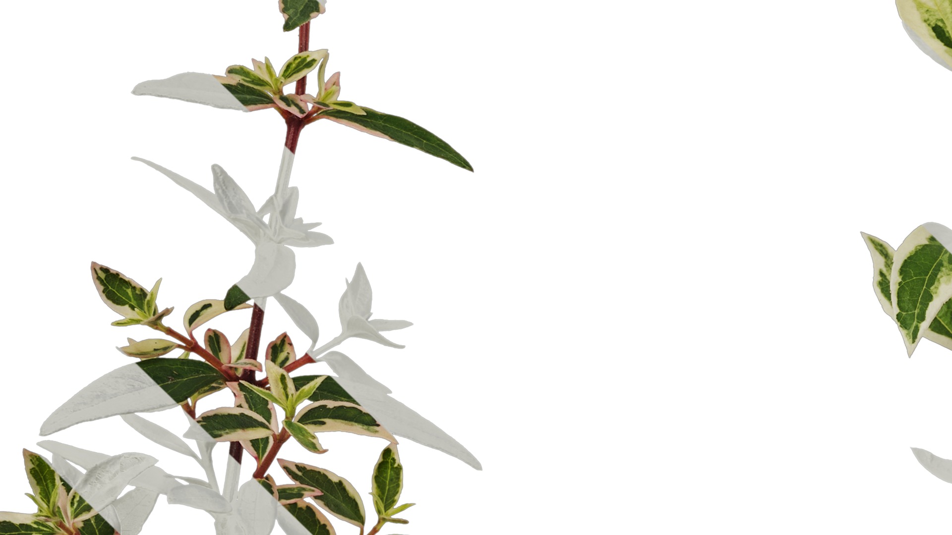 Anydrafts Abelia x grandiflora kaleidoscope Atlas 01 Texture_3