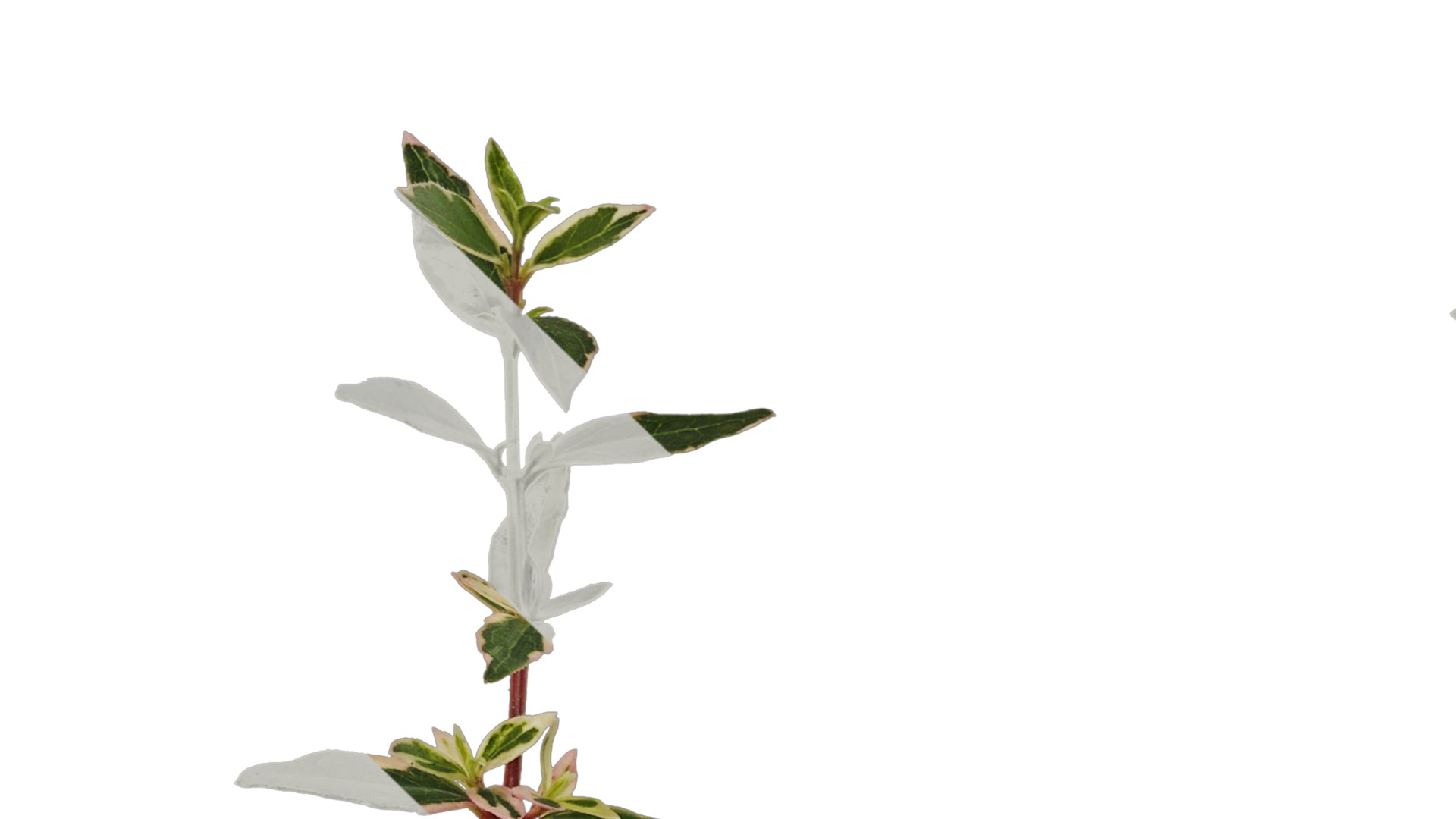 Anydrafts Abelia x grandiflora kaleidoscope Atlas 01 Texture_1