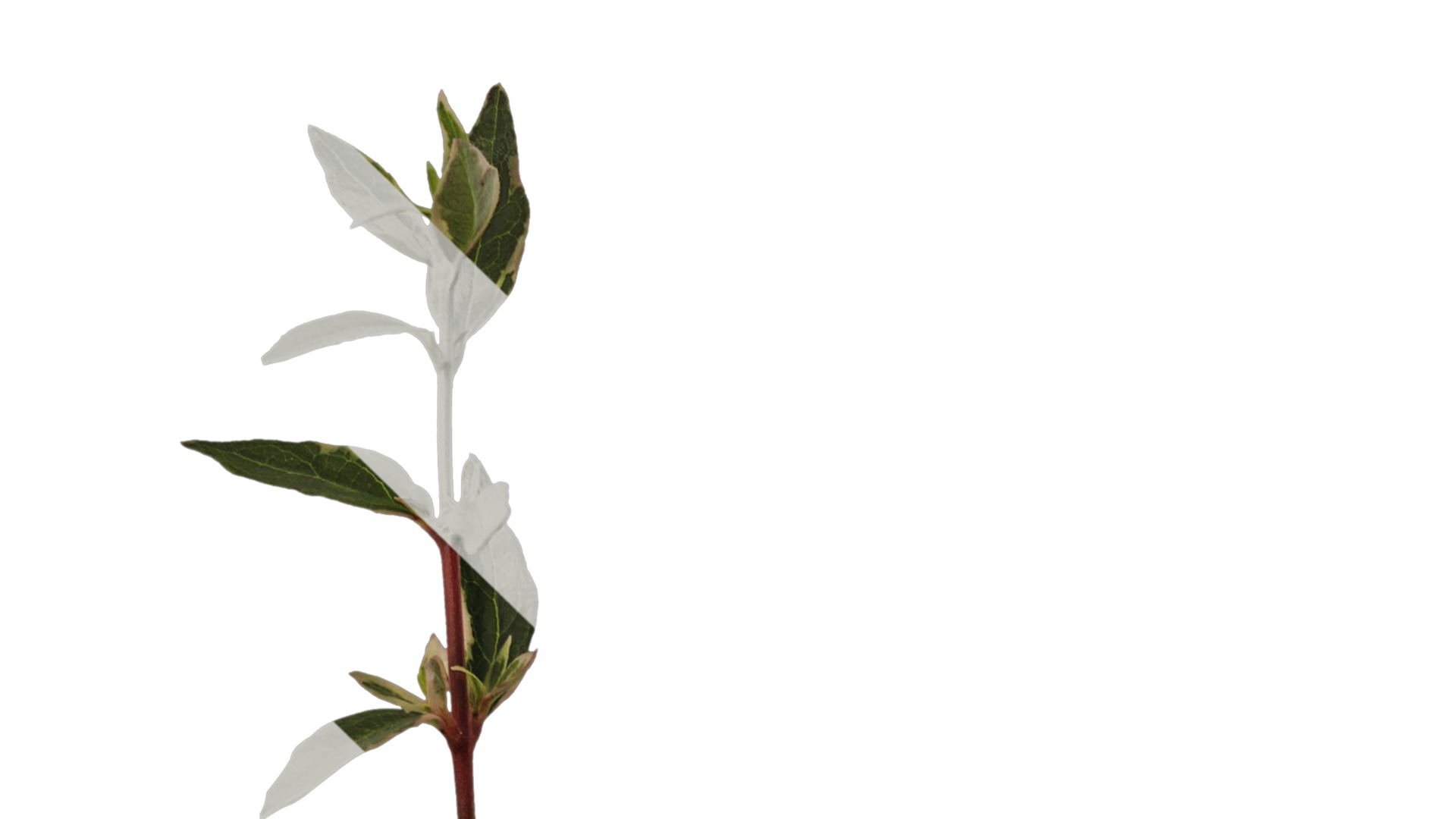 Anydrafts Abelia x grandiflora kaleidoscope Atlas 02 Texture_1