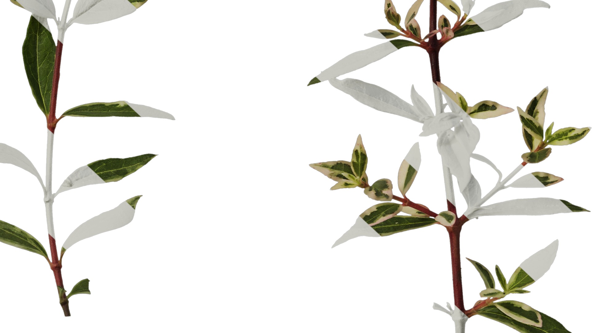 Anydrafts Abelia x grandiflora kaleidoscope Atlas 02 Texture_6