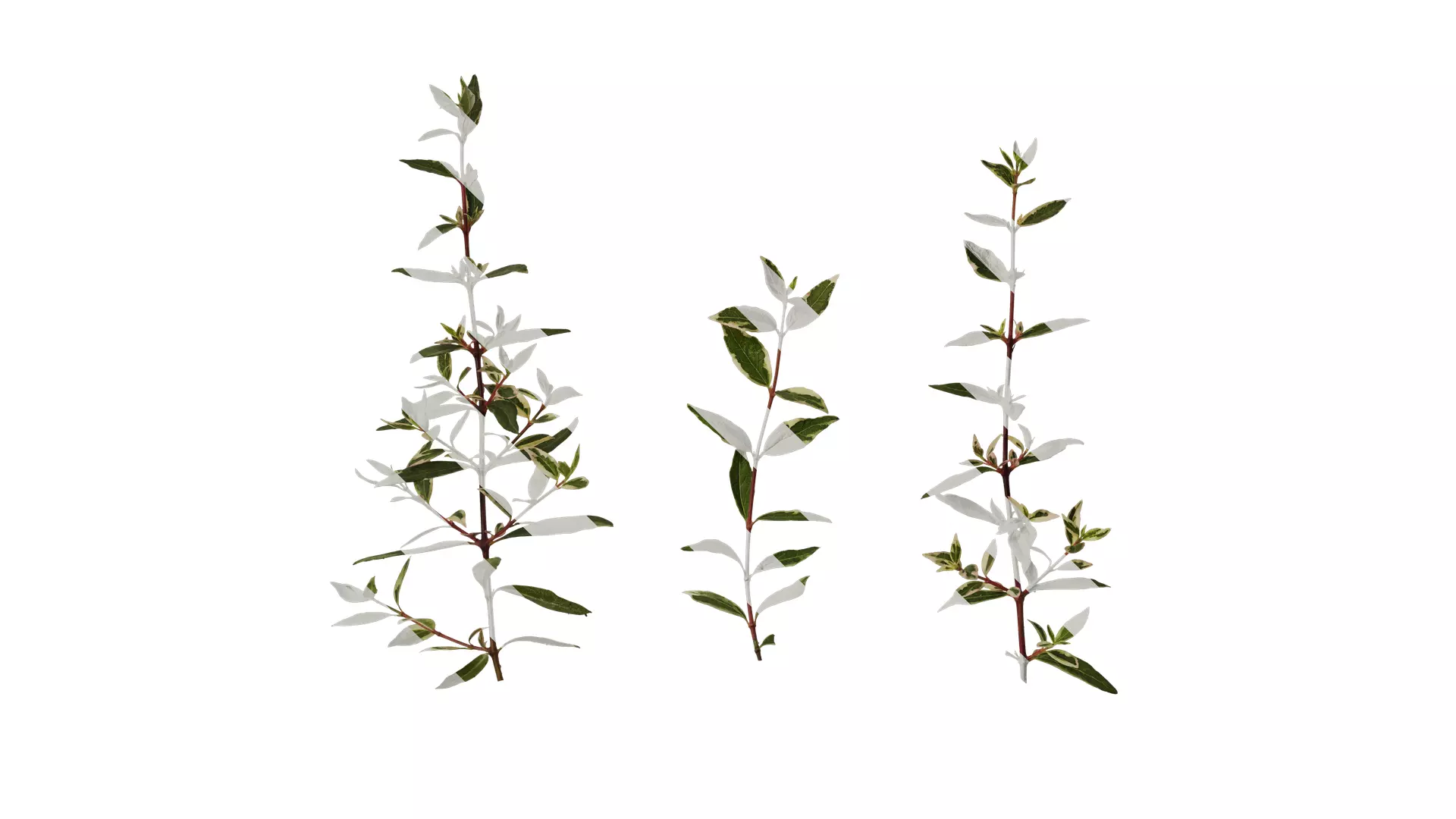 Anydrafts Abelia x grandiflora kaleidoscope Atlas 02 Texture_0