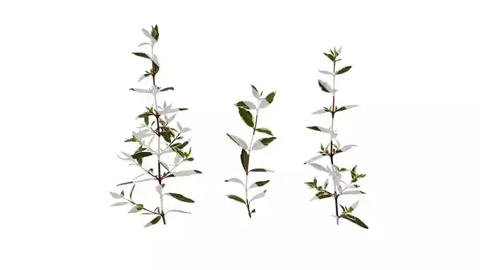 Anydrafts Abelia x grandiflora kaleidoscope Atlas 02