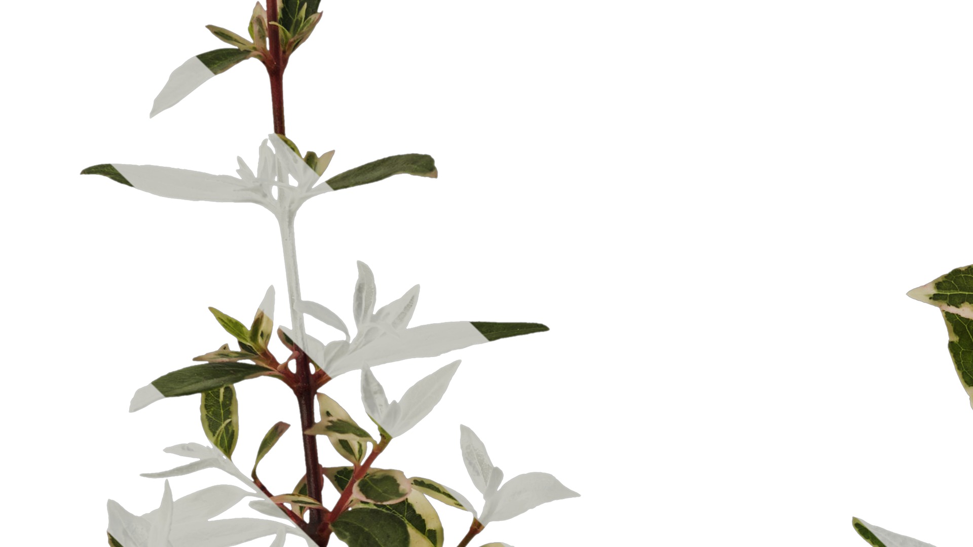 Anydrafts Abelia x grandiflora kaleidoscope Atlas 02 Texture_3