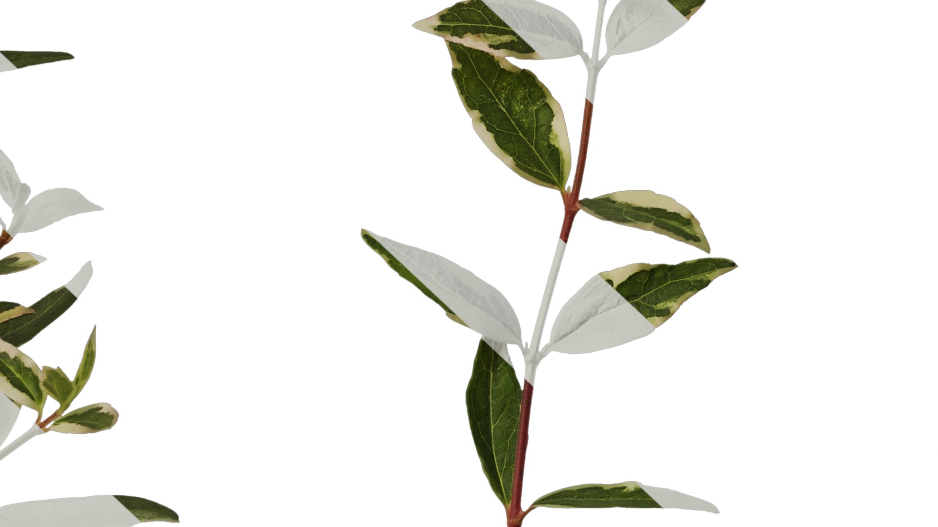 Anydrafts Abelia x grandiflora kaleidoscope Atlas 02 Texture_7