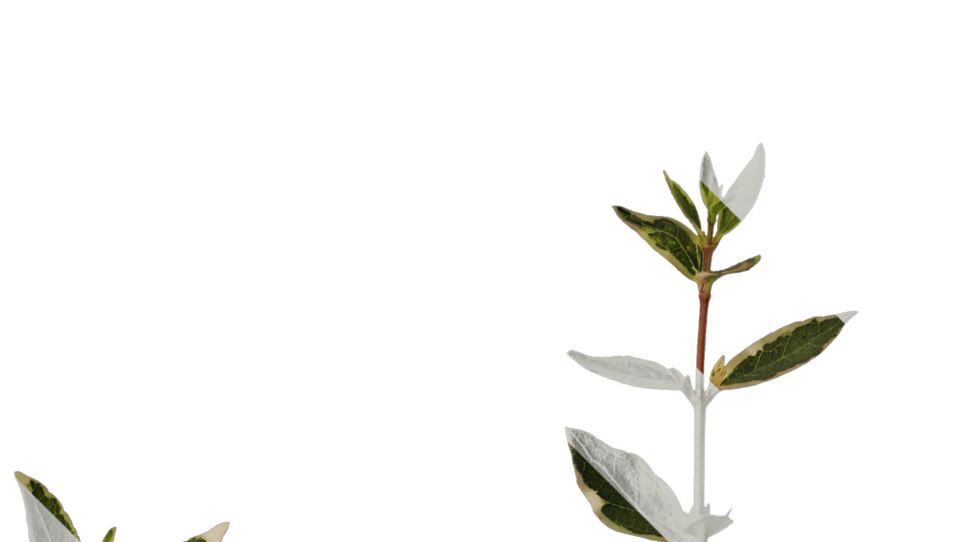 Anydrafts Abelia x grandiflora kaleidoscope Atlas 02 Texture_2