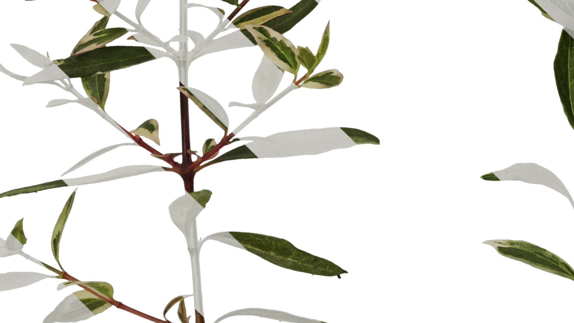 Anydrafts Abelia x grandiflora kaleidoscope Atlas 02 Texture_5