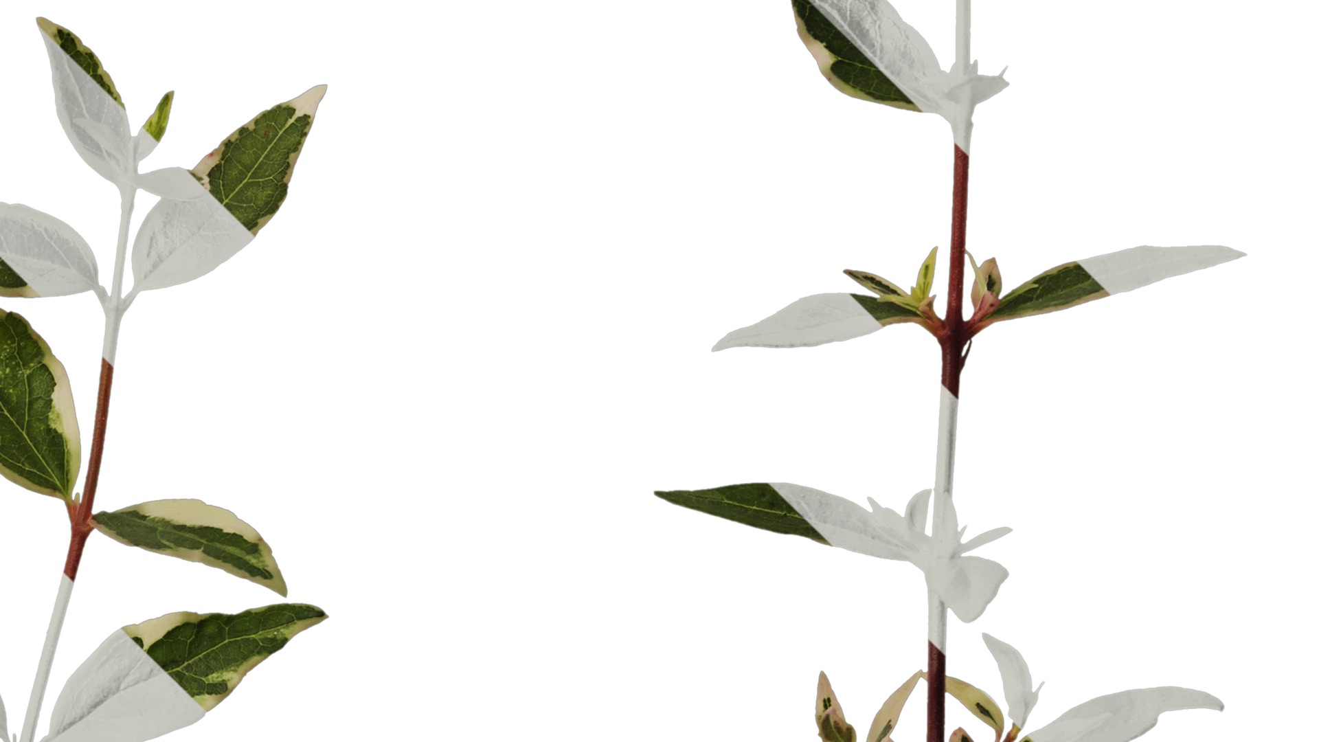 Anydrafts Abelia x grandiflora kaleidoscope Atlas 02 Texture_4