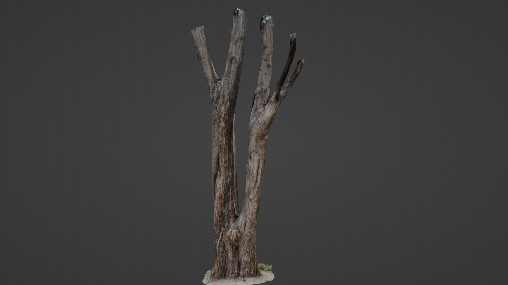 Tree trunks Low-poly 3D model_1