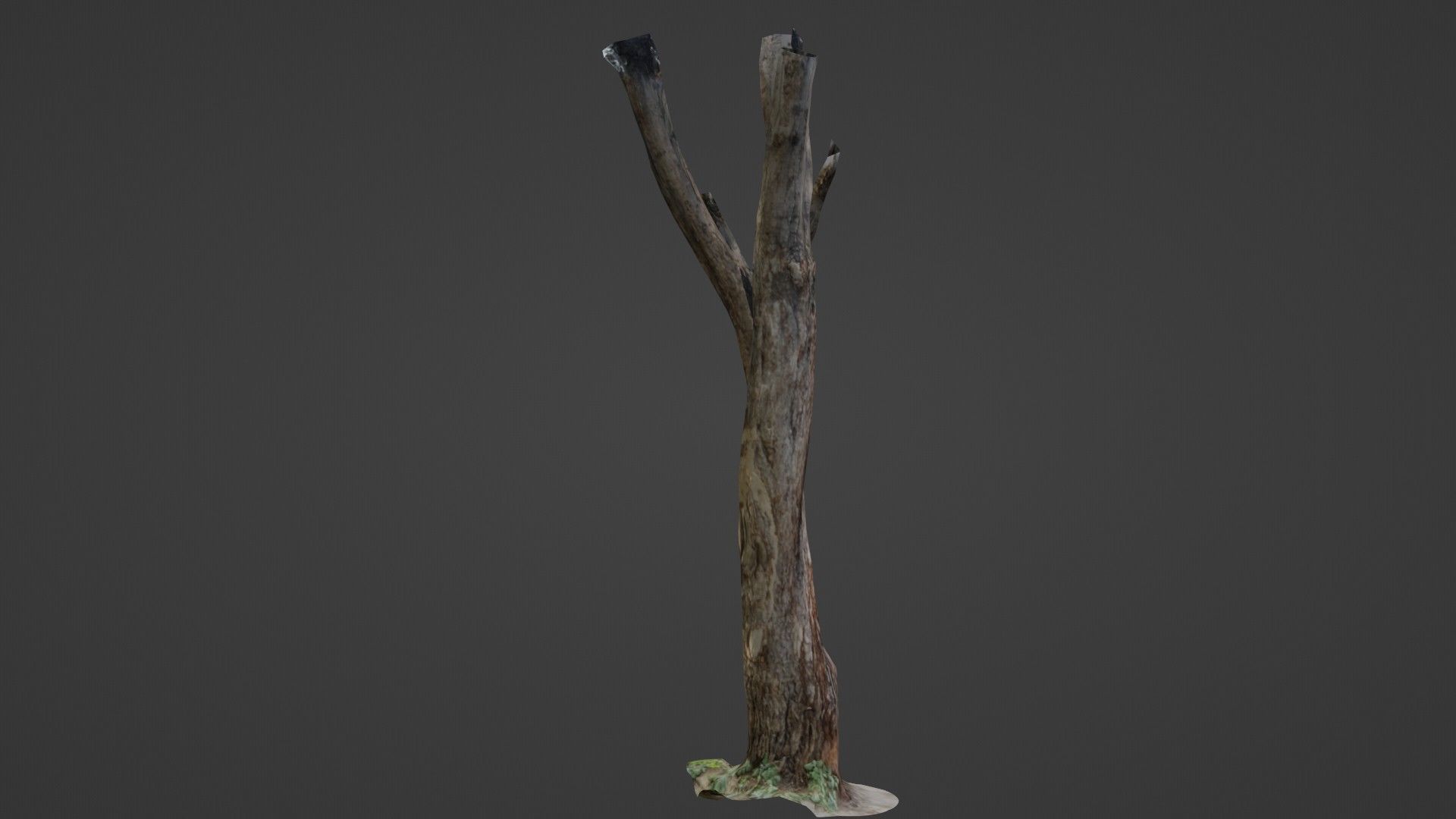 Tree trunks Low-poly 3D model_6