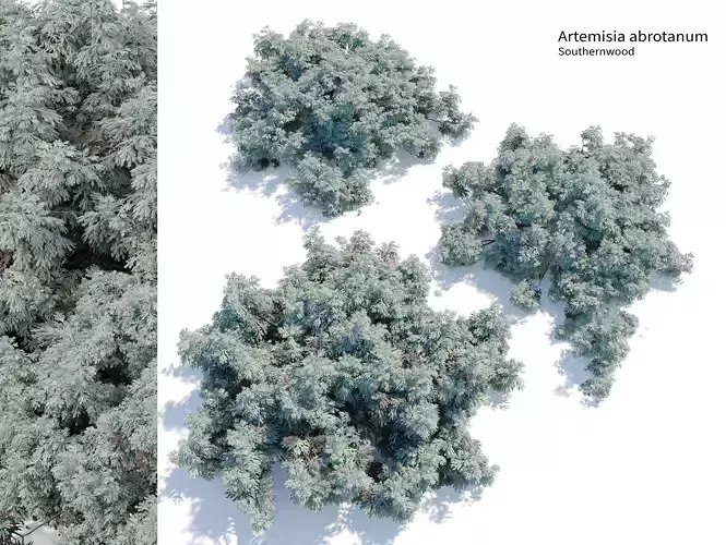 Artemisia abrotanum 3D model