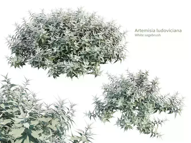 Artemisia ludoviciana 3D model