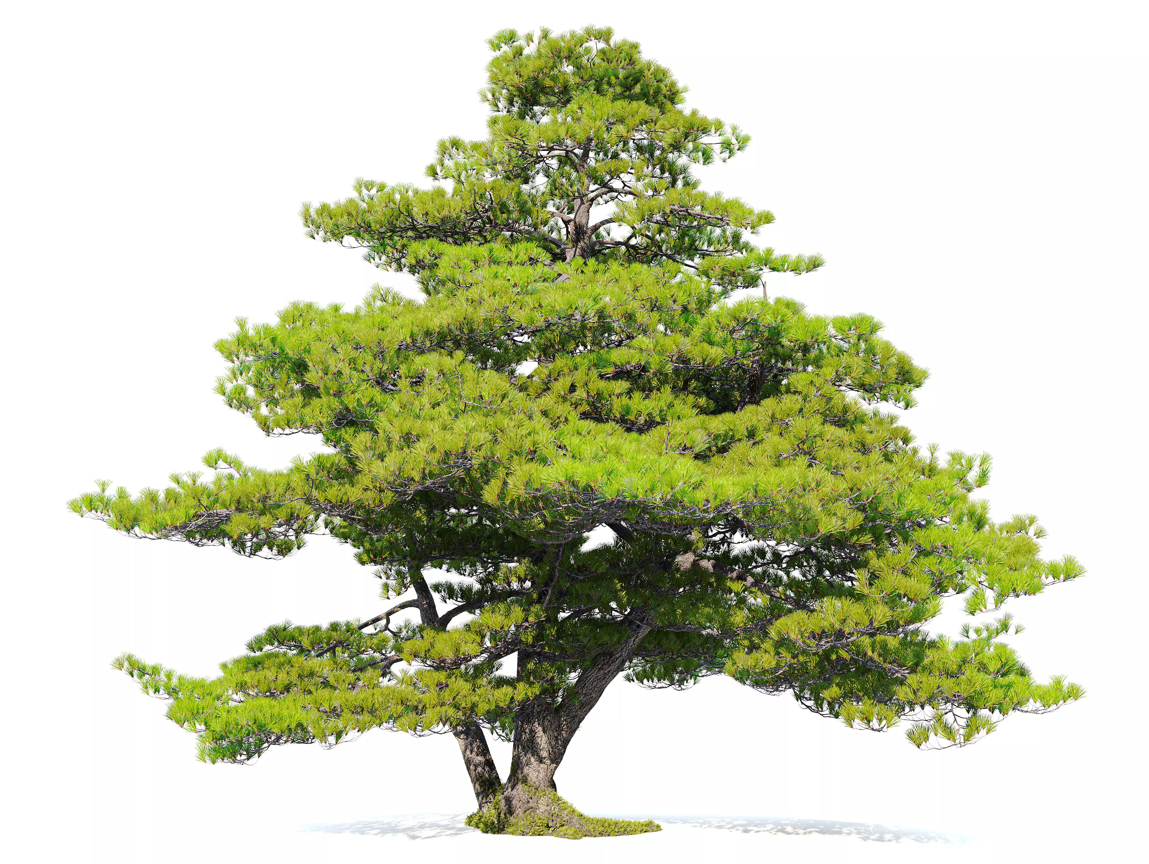Pinus pentaphylla 03 3D model_0