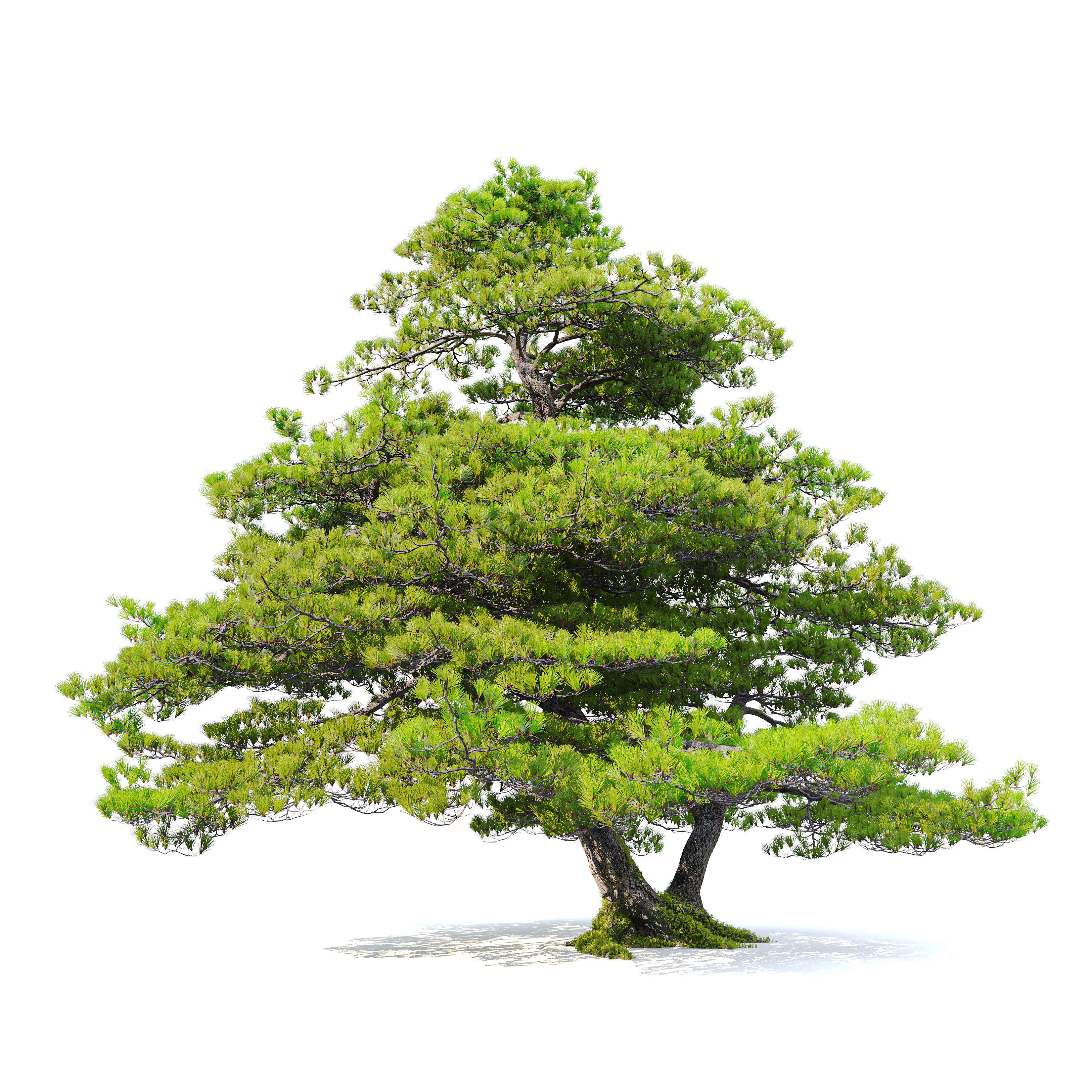 Pinus pentaphylla 03 3D model_1
