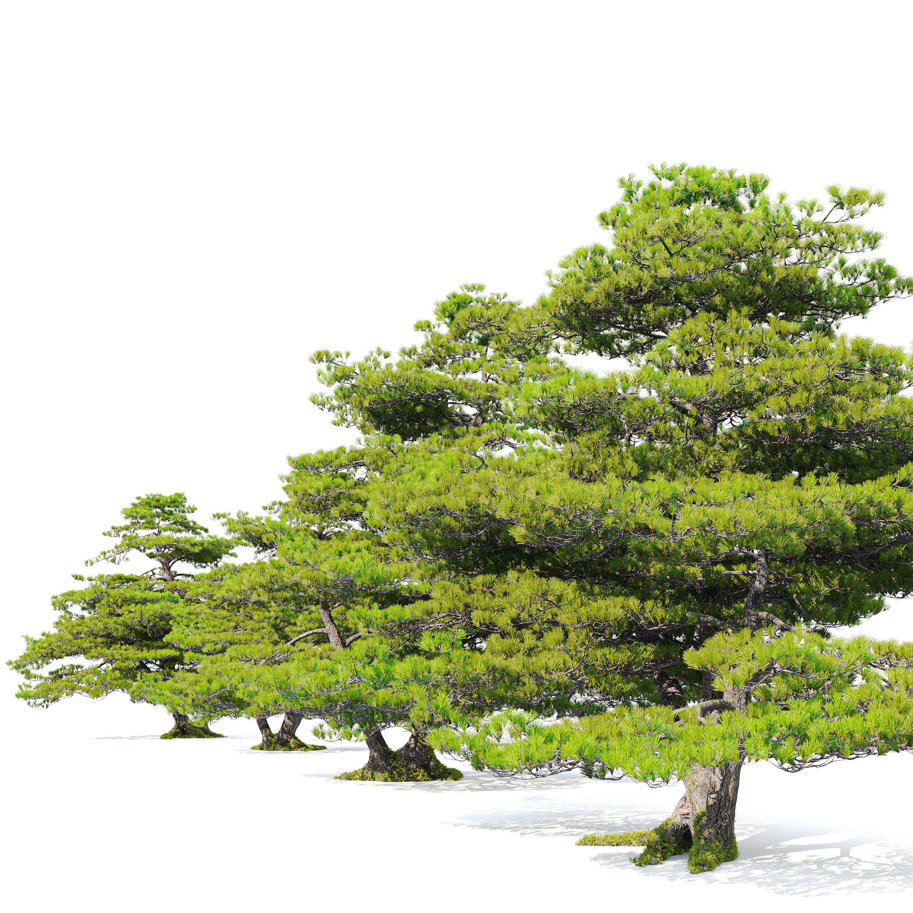 Pinus pentaphylla 03 3D model_2