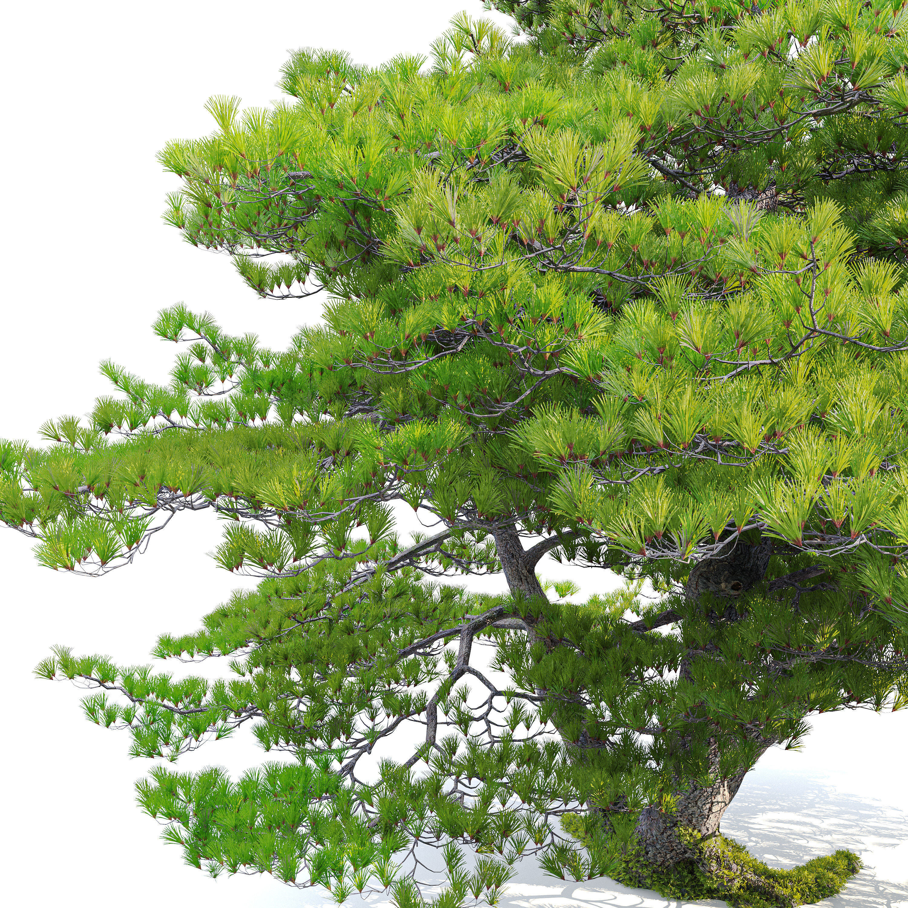 Pinus pentaphylla 03 3D model_3