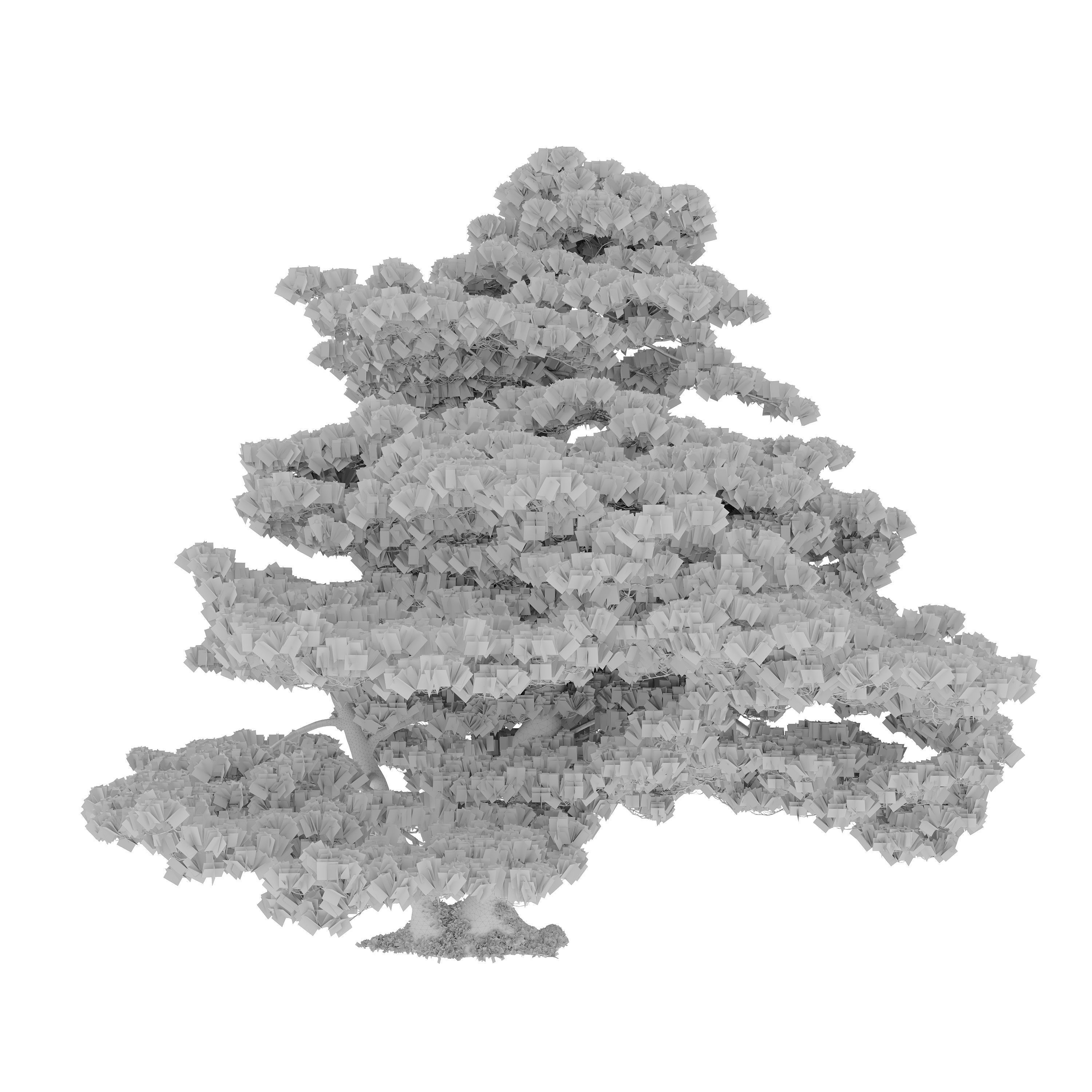 Pinus pentaphylla 03 3D model_4