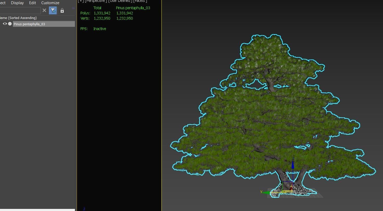 Pinus pentaphylla 03 3D model_5